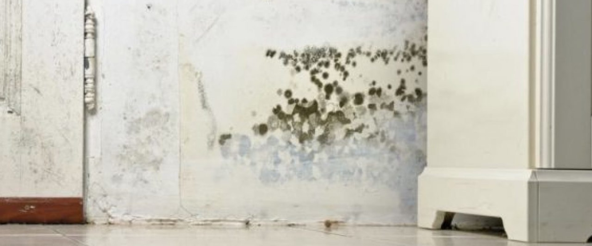 The Truth About Lysol Spray and Mold in Carpets
